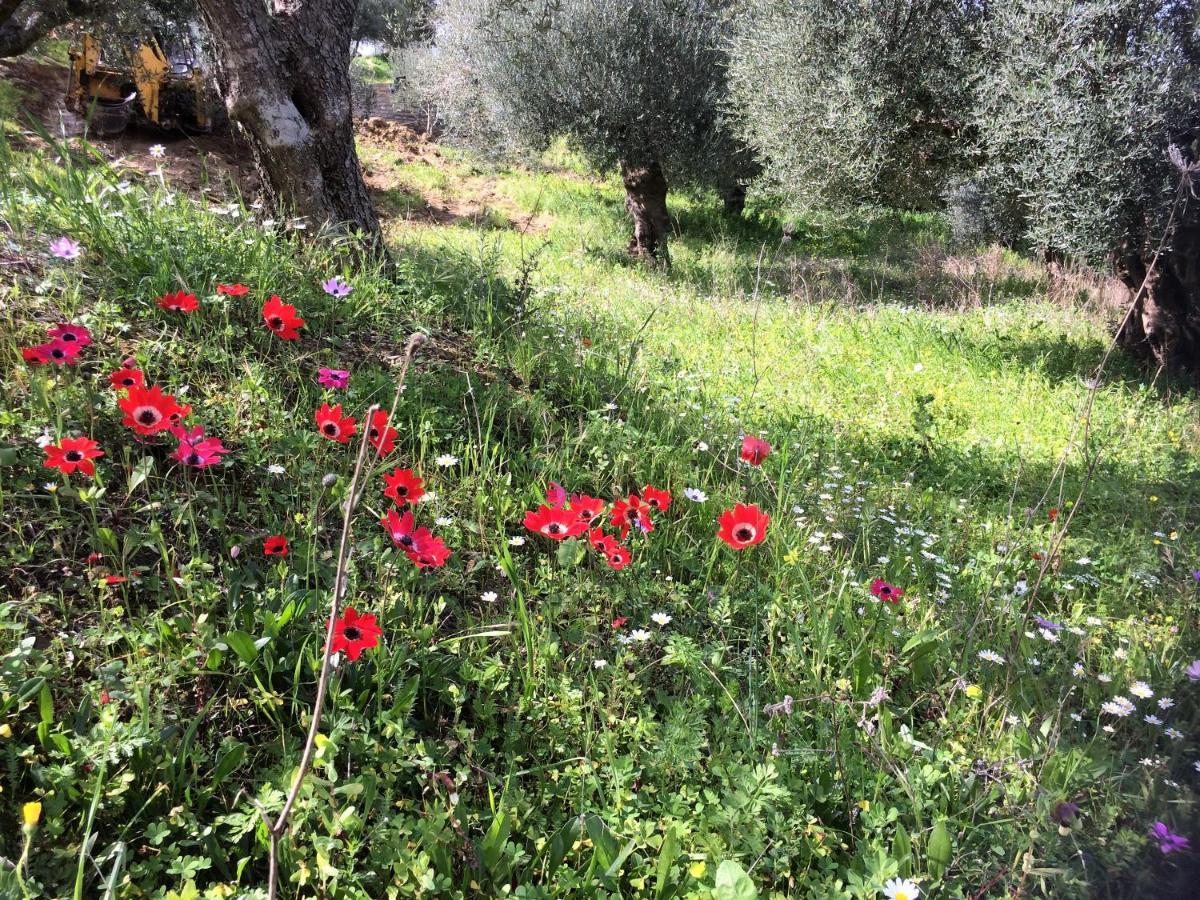Hakuna Matata Holidays Wooden Lodge With Airco & Pool In Greek Olive Grove 메토니 외부 사진