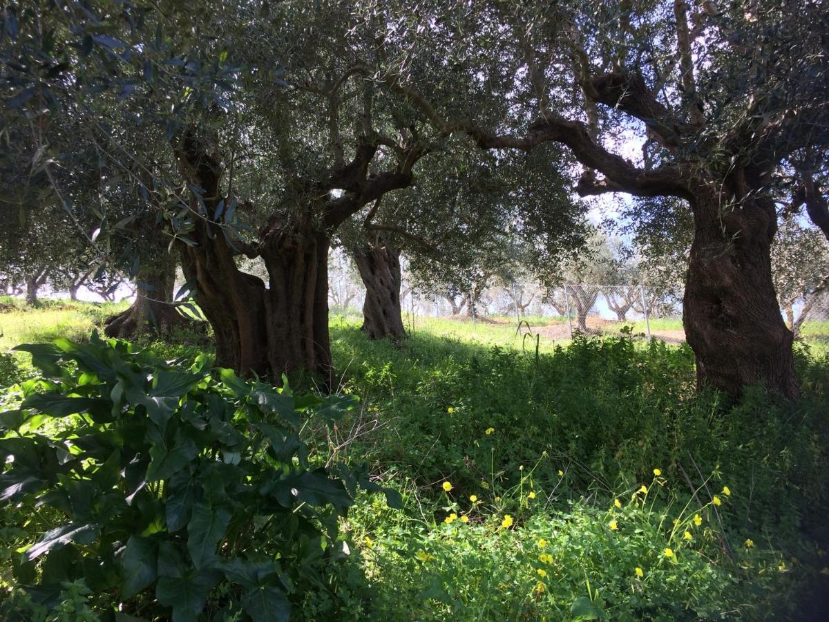 Hakuna Matata Holidays Wooden Lodge With Airco & Pool In Greek Olive Grove 메토니 외부 사진
