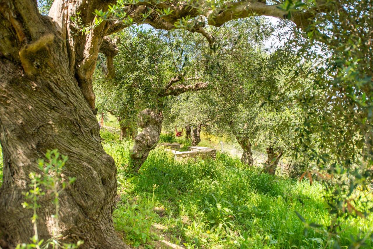 Hakuna Matata Holidays Wooden Lodge With Airco & Pool In Greek Olive Grove 메토니 외부 사진